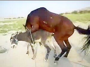 Witness the Passionate Steed - Incredible Free Animal Video of Two Horses in the Doggy Pose!