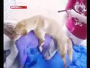 Free to watch and download, Little Dog Wants Deep Pussy Babe dog sex
